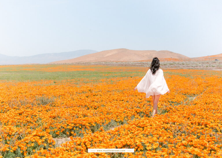 California Superbloom Poppies at Antelope Valley