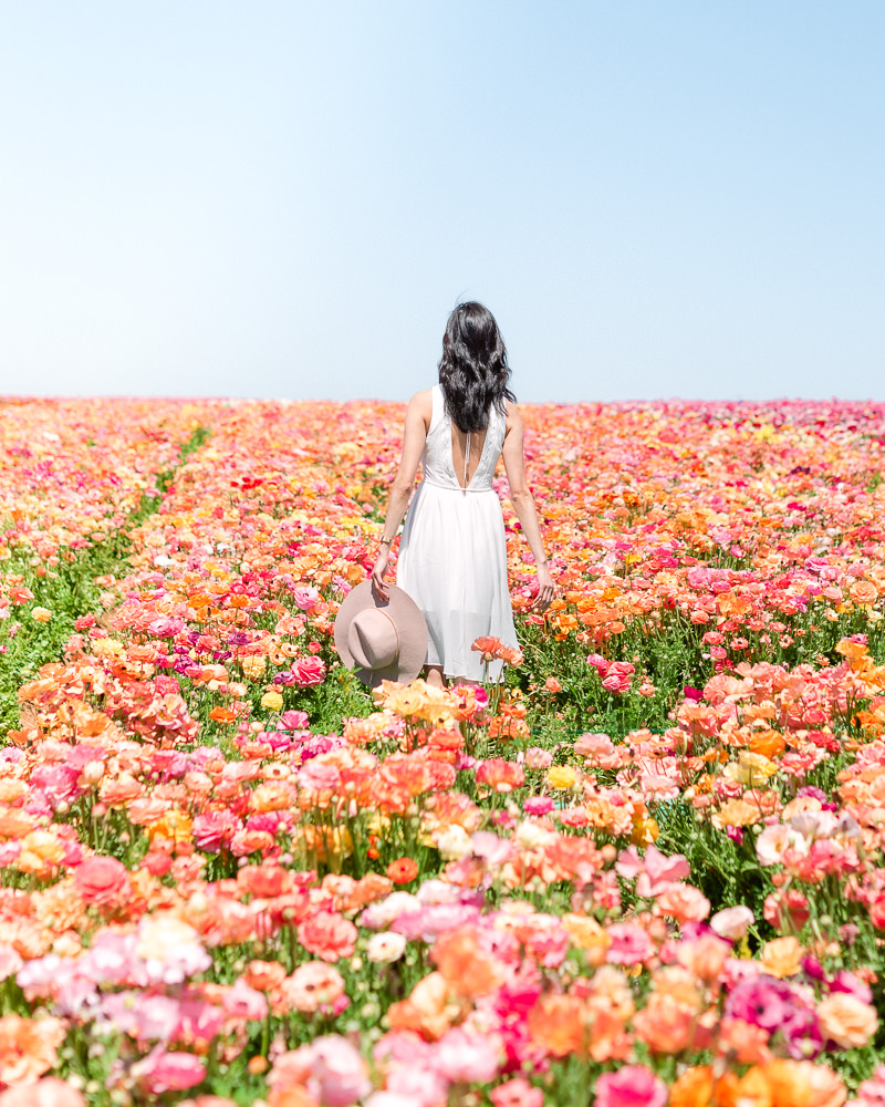 The Carlsbad Flower Fields in Southern California