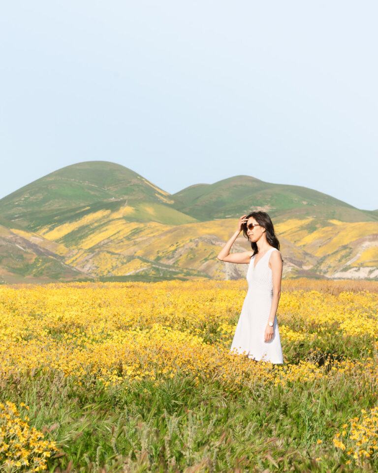 Field of yellow wildflowers at the Carrizo Plain