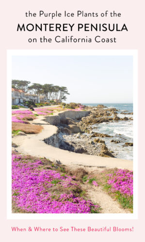 Monterey Peninsula's Purple Carpet of Ice Plants on the California Coast, best seen in Pacific Grove.