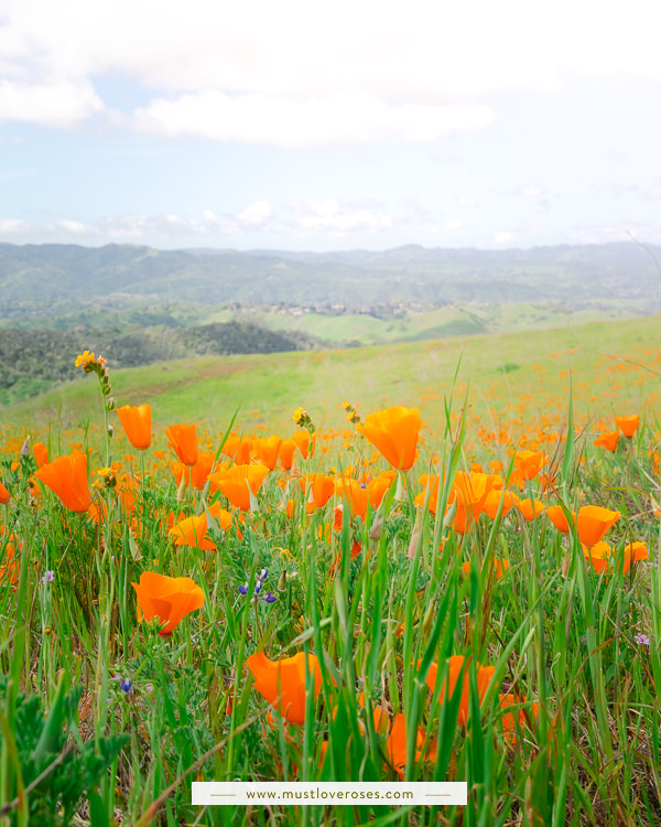 Poppy Fields at Mt Diablo State Park in Northern California