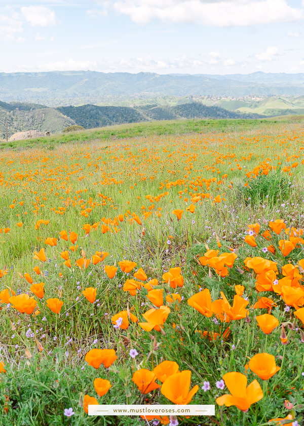 Poppy Fields at Mt Diablo State Park in Northern California