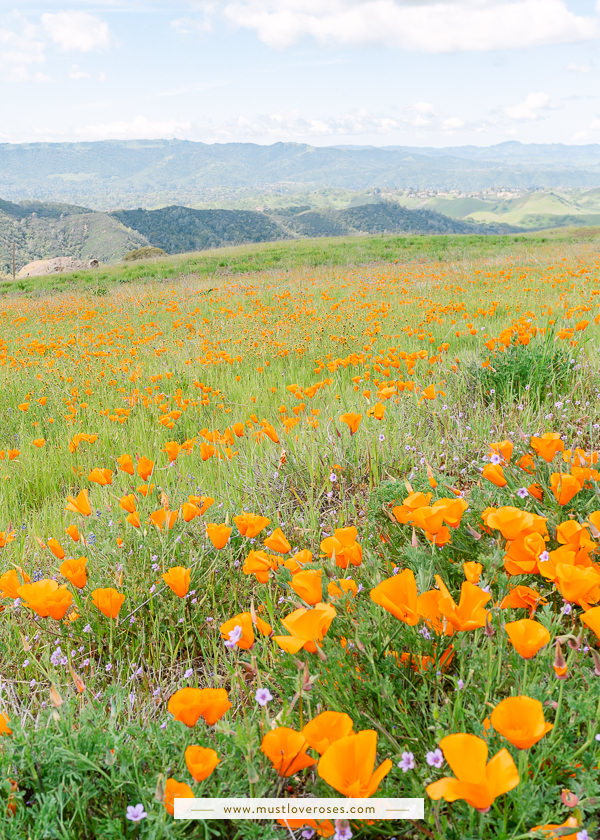 Where to See California Poppies in Full Bloom (2023 Guide)