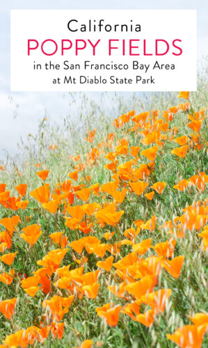 Poppy Fields at Mt Diablo State Park in the San Francisco Bay Area in Northern California