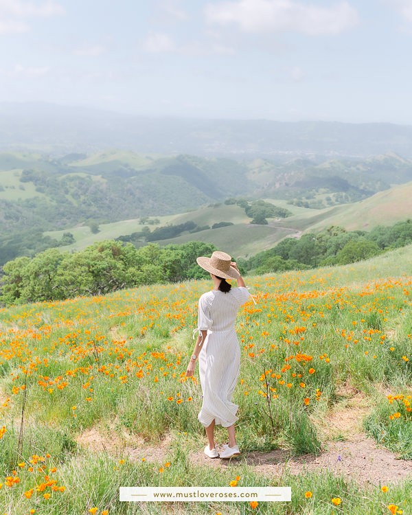 Mt Diablo Poppy Fields