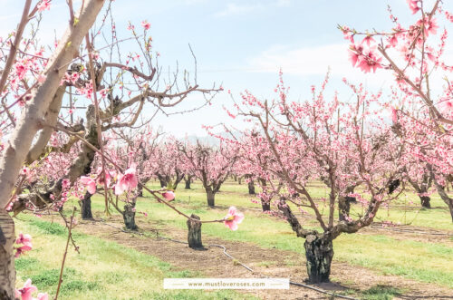 Spring Peach Orchard Blossoms in San Francisco Bay Area California