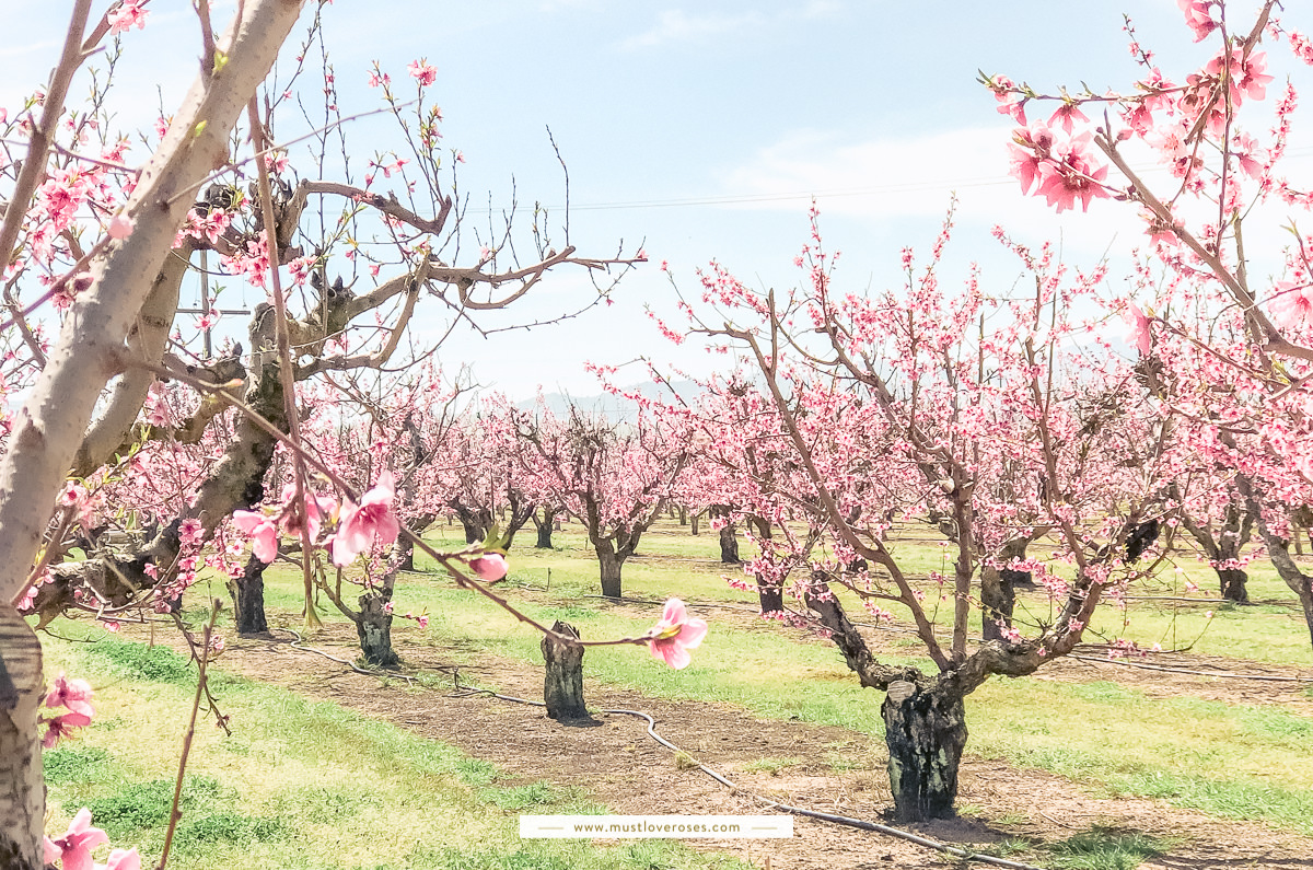 Spring Peach Orchard Blossoms in San Francisco Bay Area California ...