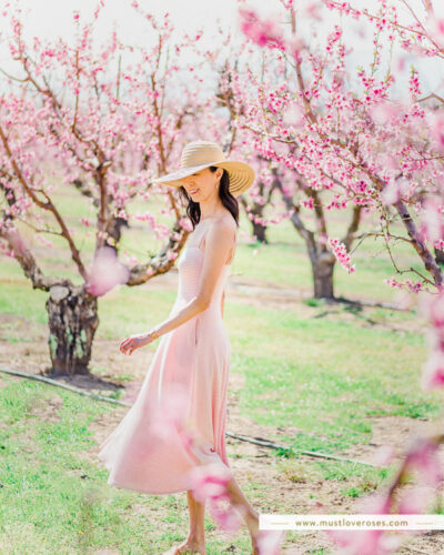 Spring Peach Orchard Blossoms in San Francisco Bay Area California