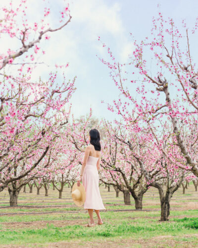 Spring Peach Orchard Blossoms in San Francisco Bay Area California