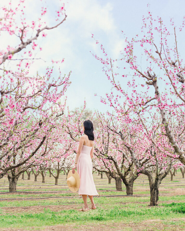 Spring Peach Orchard Blossoms in San Francisco Bay Area California