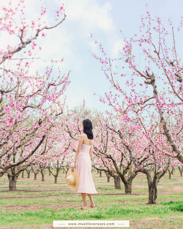 Where to Find Peach Blossoms in California & the Bay Area!