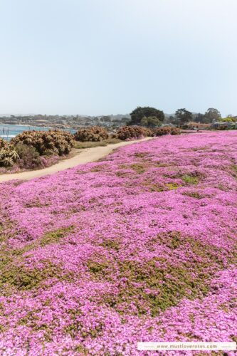 Pacific Grove's Magic Purple Carpet of Flowers in California