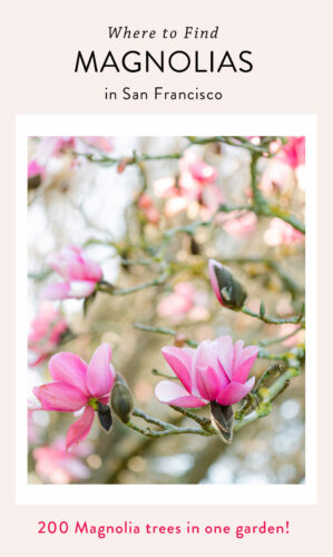 Magnolias in San Francisco Botanical Garden