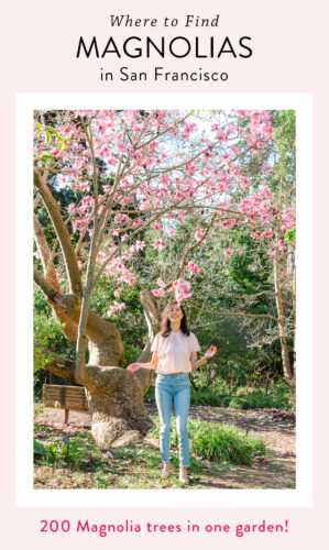 Magnolias in San Francisco Botanical Garden