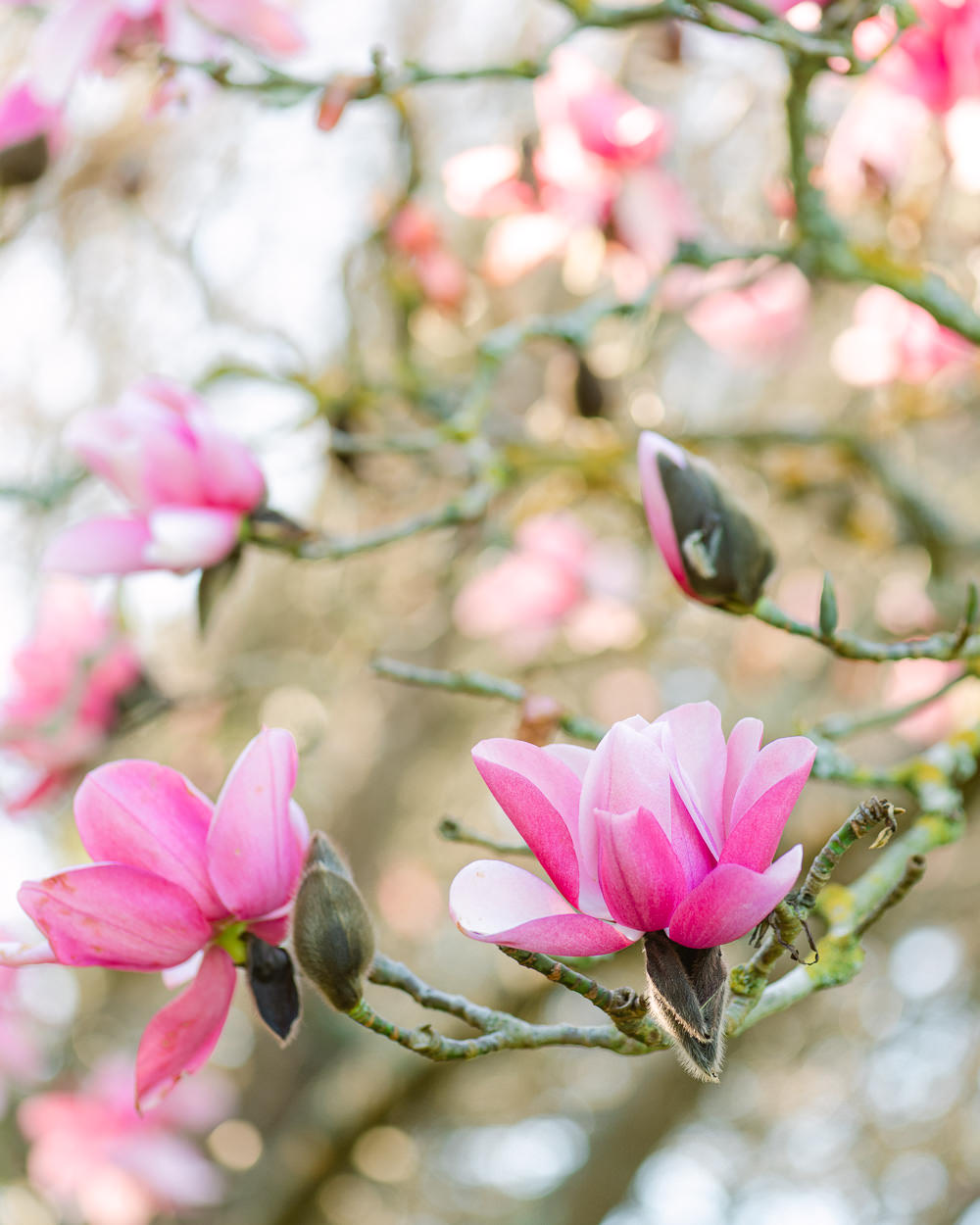 Where to Find Magnolias in San Francisco, California