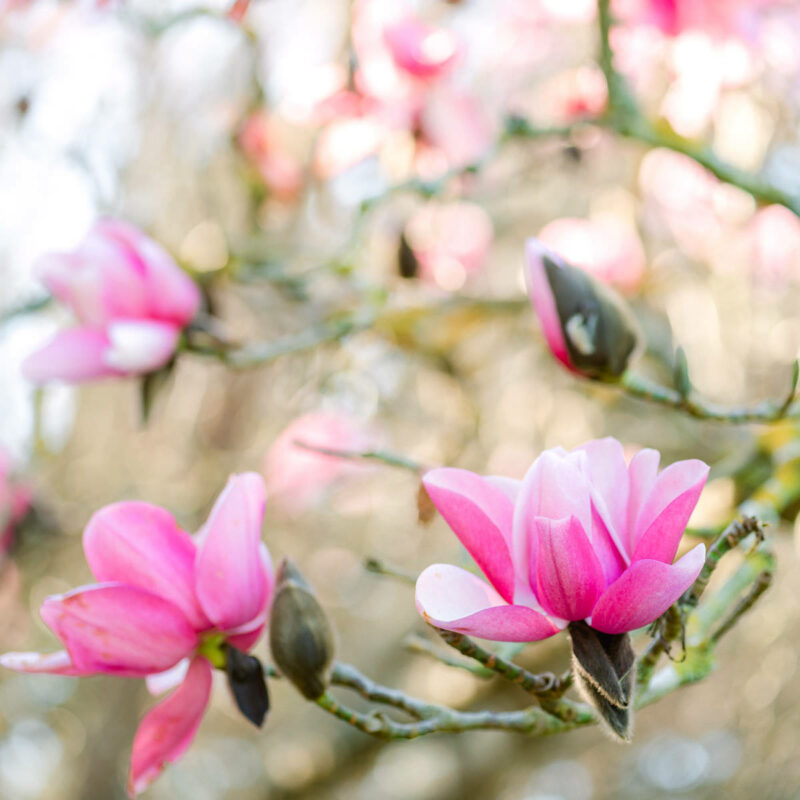 Where to Find Magnolias in the San Francisco Bay Area