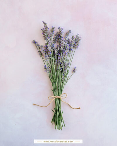 How to Dry Lavender for DIY Projects