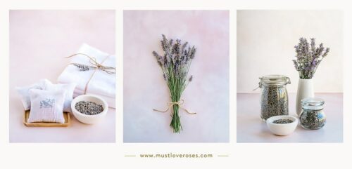 How to harvest and dry lavender photo collage