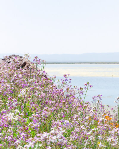 Spring Wildflowers at Coyote Hills Regional Park