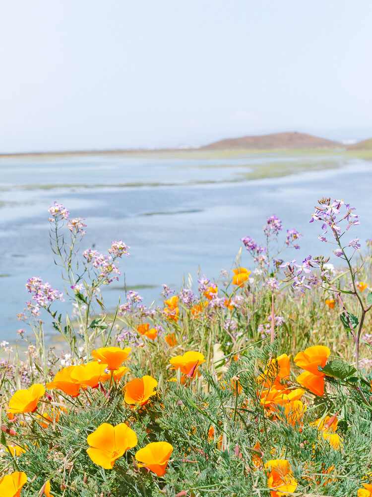 Bay Area Spring Wildflowers at Coyote Hills Regional Park
