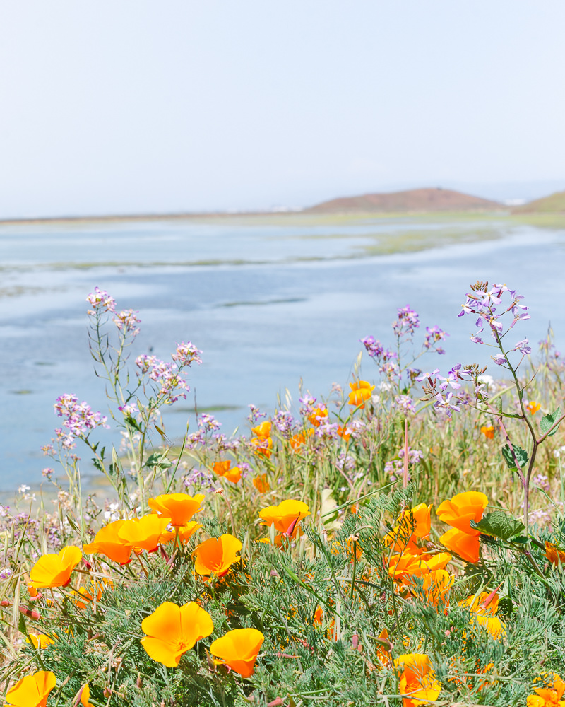 Where to See California Wildflowers This Spring, Visit California