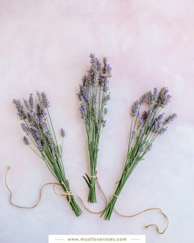 How to Dry Lavender for DIY Projects