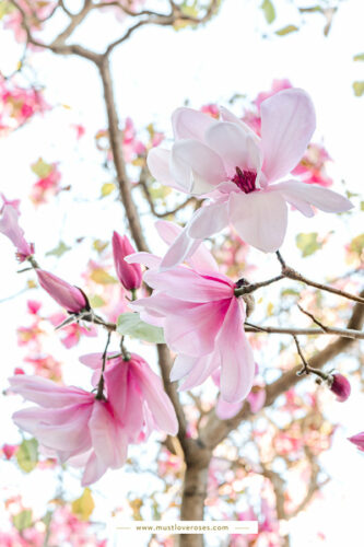 Magnolias - Best Lens for Flower Photography