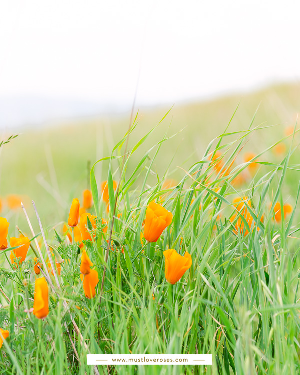 California poppies - Best Lens for Flower Photography