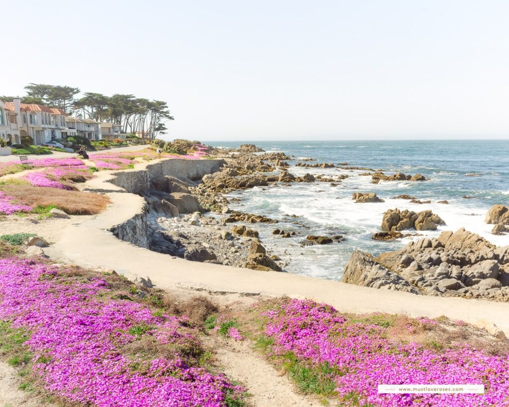 Pacific Grove's Magic Carpet of Flowers in the Monterey Peninsula