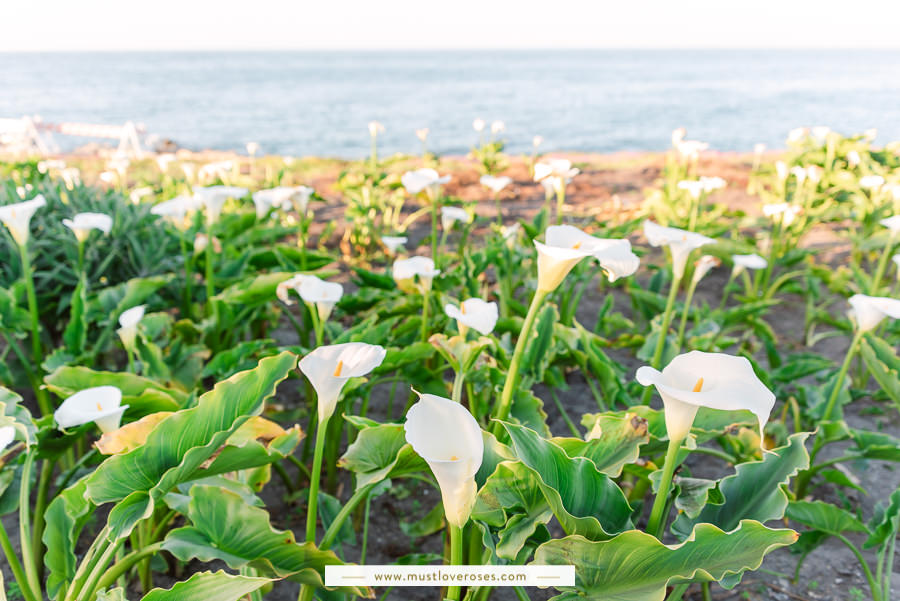 Calla Lily Flowers in Pacific Grove next to Magic Purple Carpet of Flowers