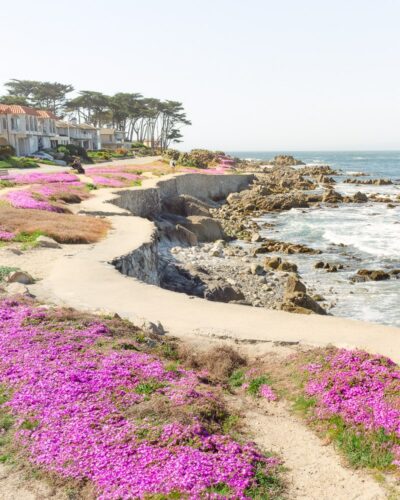 Coastal Trail of the Pacific Grove Magic Purple Carpet in Monterey Peninsula