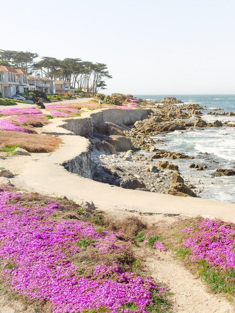 Coastal Trail of the Pacific Grove Magic Purple Carpet in Monterey Peninsula