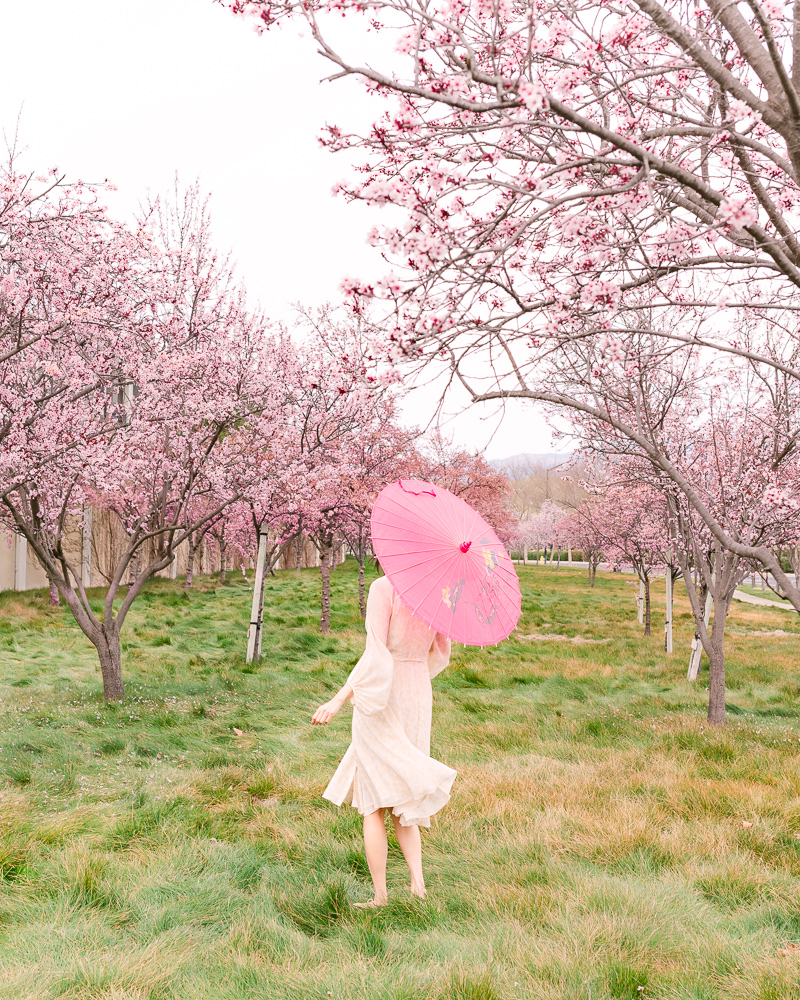 https://mustloveroses.com/wp-content/uploads/2022/03/Cherry-Blossoms-Bay-Area-01m.jpg