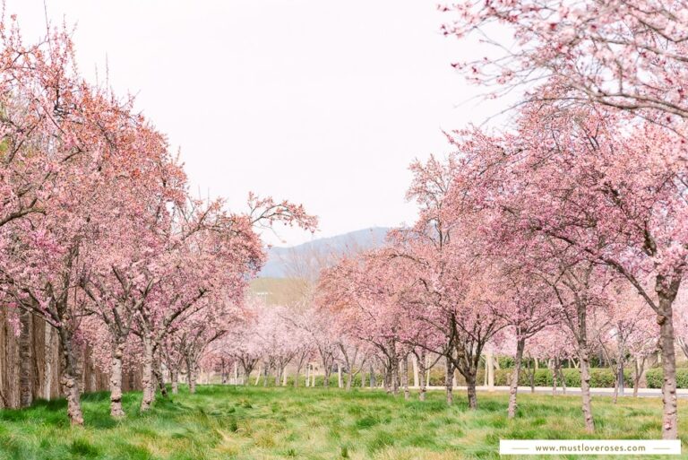 Where to Find Cherry Blossoms in the Bay Area