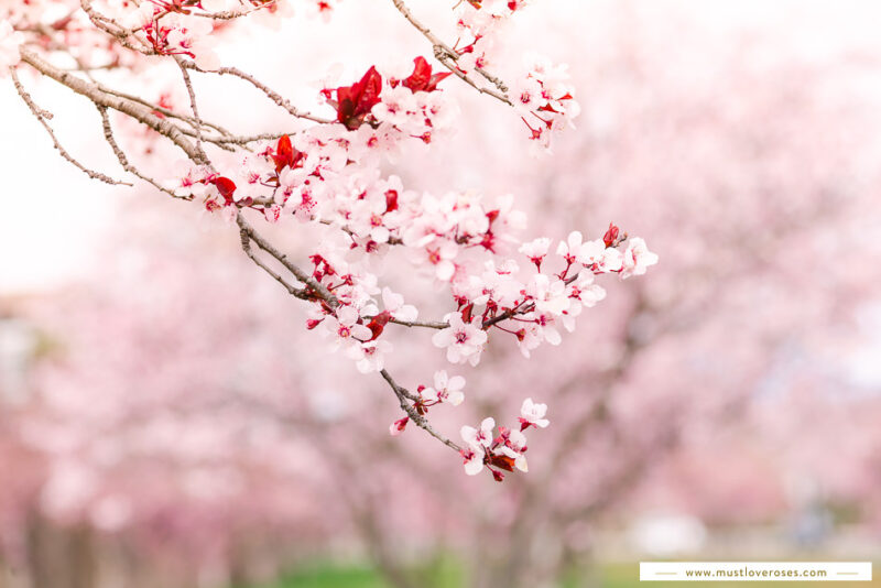 Where to Find Cherry Blossoms in the Bay Area