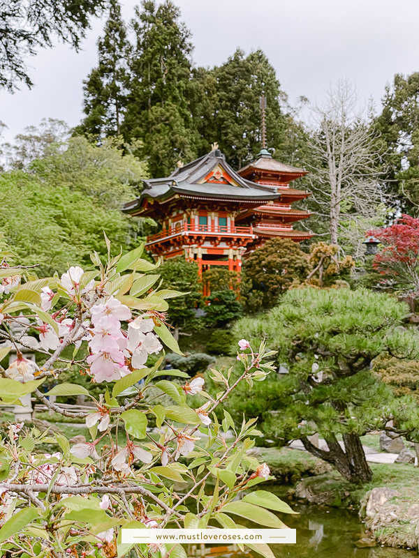 Cherry Blossoms at the Japanese Tea Garden