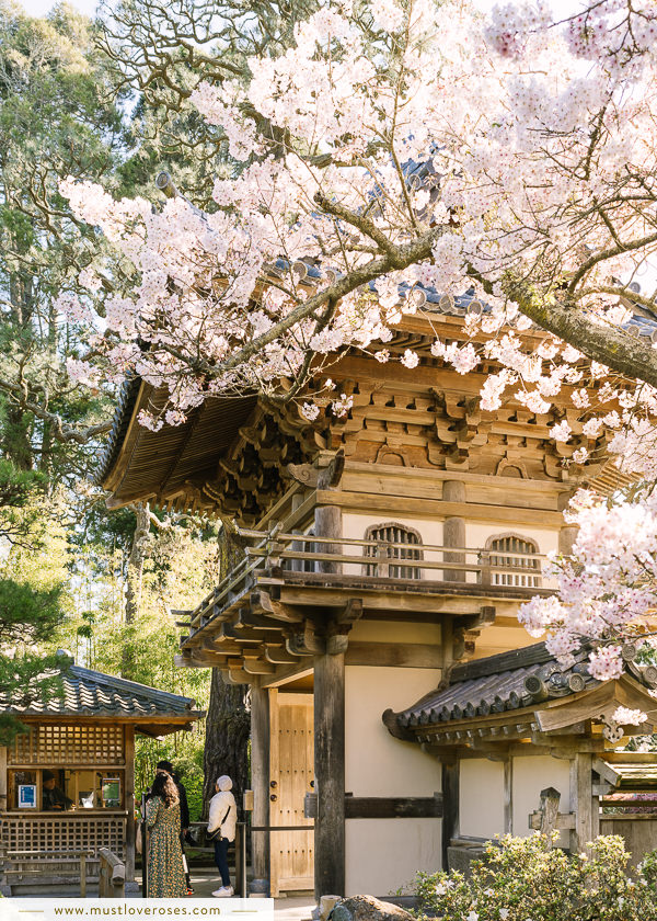 Beautiful japan temple in blossoming sakura garden, pink cherry