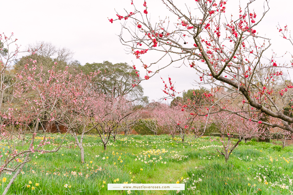 Cherry Blossoms at FIloli