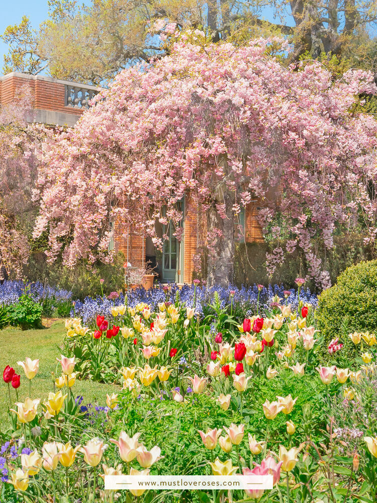Cherry Blossoms and Tulips at Filoli