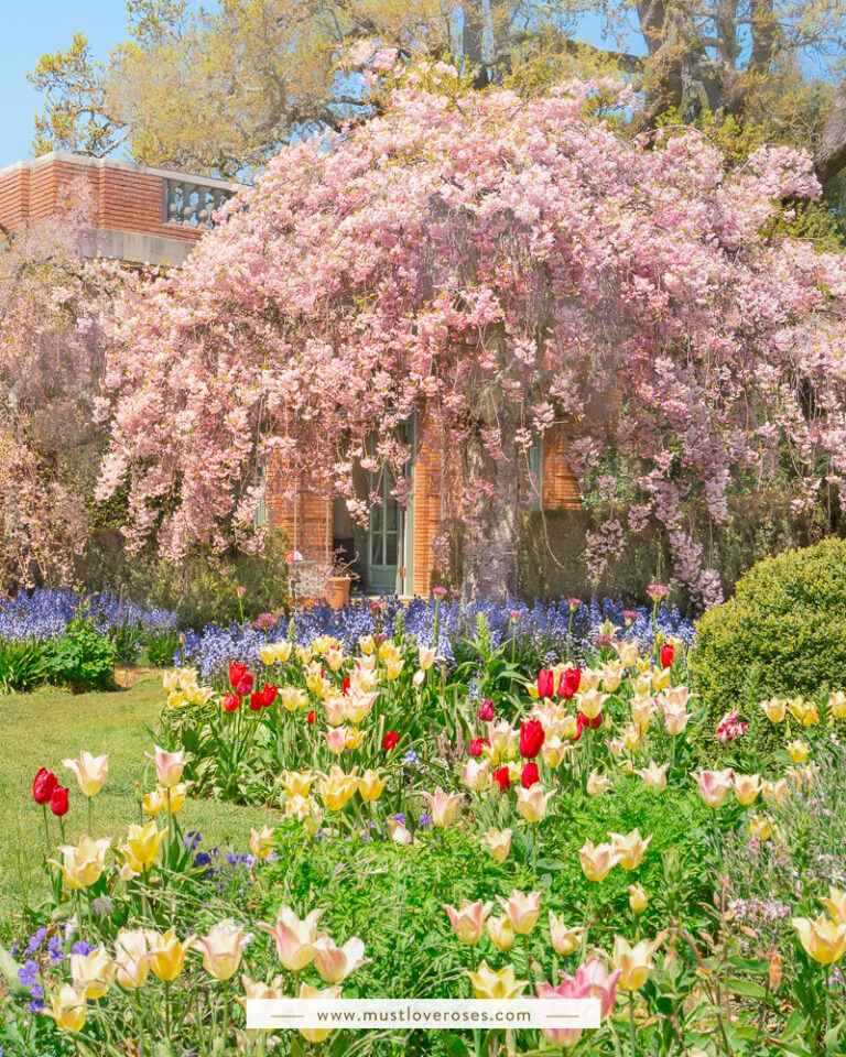 Cherry Blossoms and Tulips at Filoli