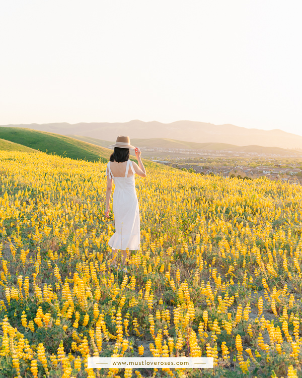 Lupine flower field in Northern California