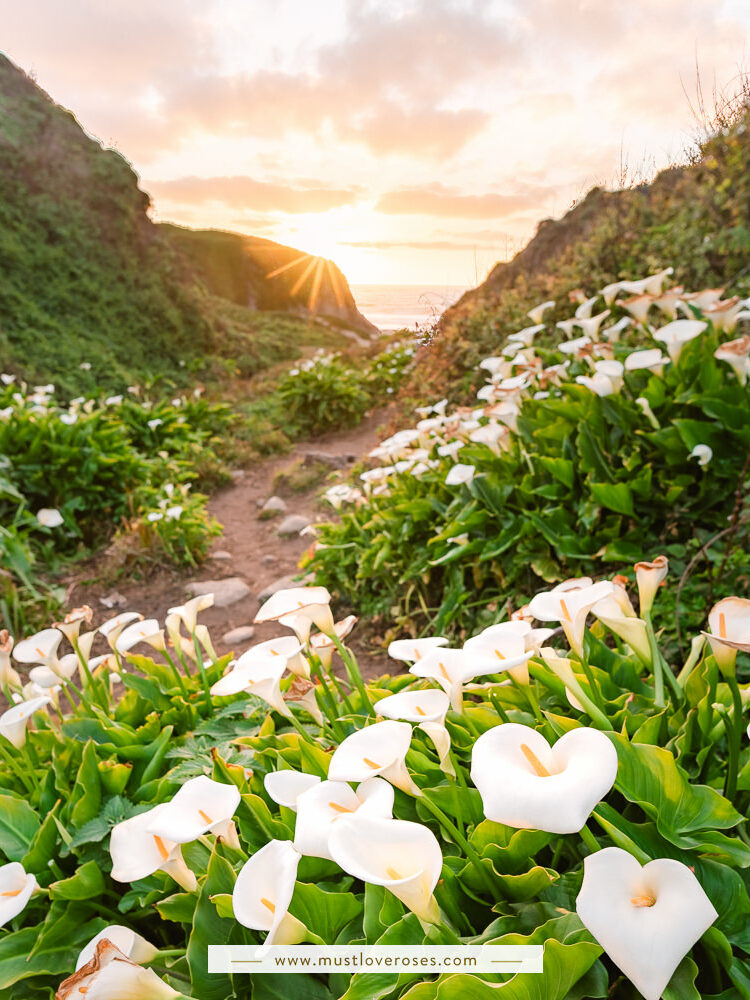 Sunset at the Calla Lily Valley in Big Sur, California