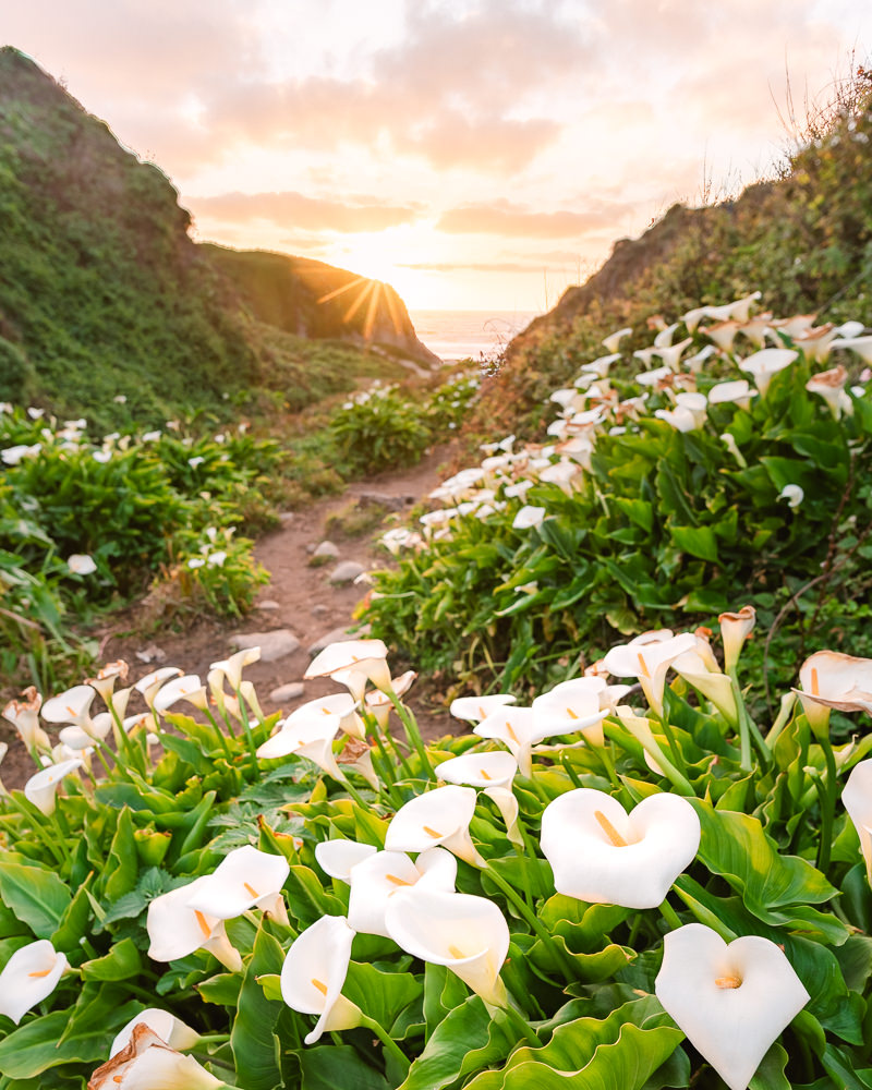 The Magical Calla Lily Valley of Big Sur