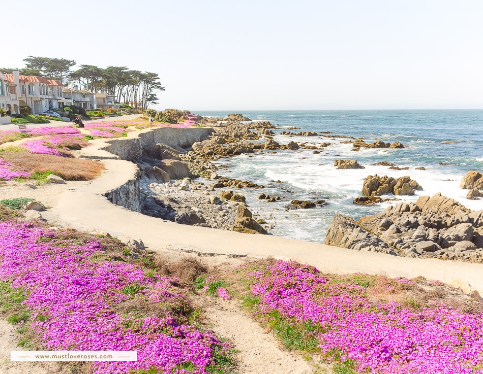 Coastal trail with purple Spring flowers in Pacific Grove