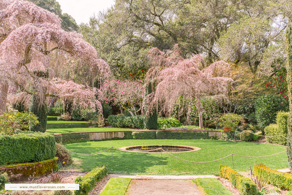 Where to Find Cherry Blossoms in the Bay Area