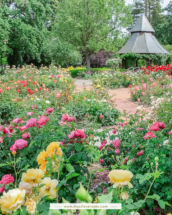 Beautiful Rose Garden in the Bay Area
