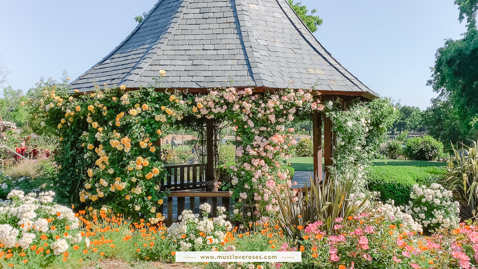 Beautiful Rose Garden in the Bay Area