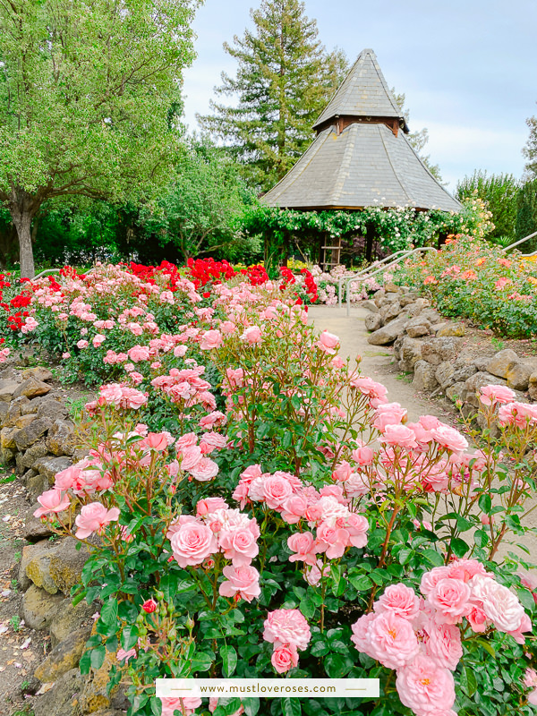 Beautiful Rose Garden in the Bay Area