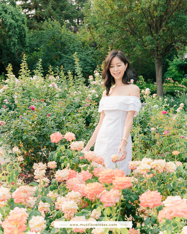 Beautiful Rose Garden in the Bay Area