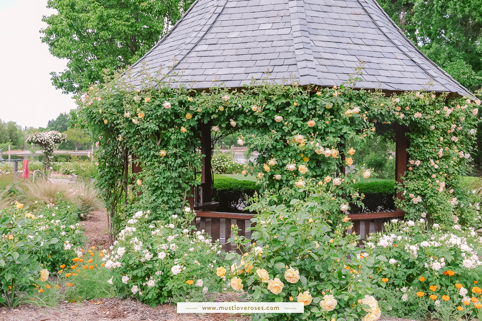 Beautiful Rose Garden in the Bay Area